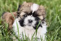 Vivi, a female Shih Tzu for sale in Sturgis, MI – 8 of 10