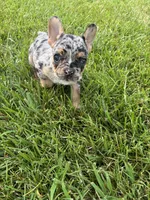 Frick, a male French Bulldog for sale in Sturgis, MI – 1 of 7