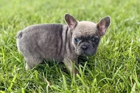 Sophie, a female French Bulldog for sale in Sturgis, MI – 8 of 10