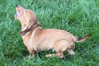Mavey, a female Dachshund for sale in Sturgis, MI – 2 of 10