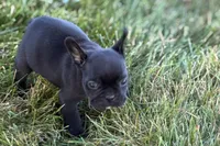 Alice , a female French Bulldog for sale in Sturgis, MI – 2 of 10