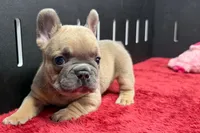 Wyman, a male French Bulldog for sale in Sturgis, MI – 2 of 10