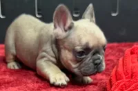 Wendy, a female French Bulldog for sale in Sturgis, MI – 3 of 10