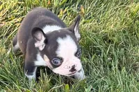 Clark, a male French Bulldog for sale in Sturgis, MI – 2 of 10