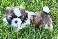Vail, a female Shih Tzu for sale in Sturgis, MI – 4 of 10