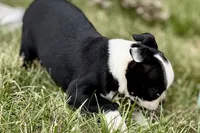 Noble, a female Boston Terrier for sale in Sturgis, MI – 8 of 9
