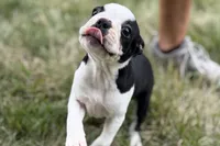 Libby, a female Boston Terrier for sale in Sturgis, MI – 2 of 10