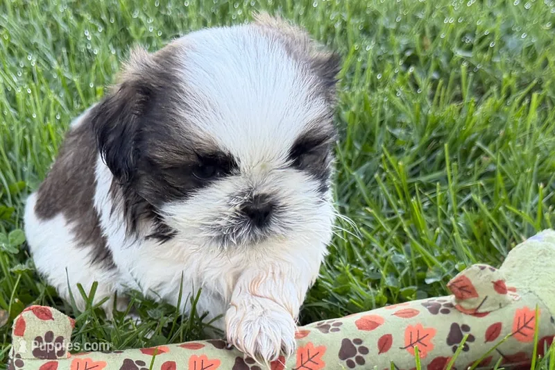 Guy – Shih Tzu puppy for sale in Sturgis, MI