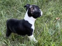 Daisy, a female Boston Terrier for sale in Sturgis, MI – 7 of 8