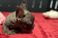 Dexter, a male French Bulldog for sale in Sturgis, MI – 9 of 10