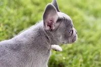 Twila, a female French Bulldog for sale in Sturgis, MI – 6 of 9