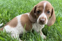 Martha , a female Dachshund for sale in Sturgis, MI – 5 of 6