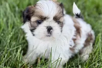 Velvet, a female Shih Tzu for sale in Sturgis, MI – 5 of 10