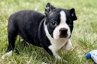 Nico, a female Boston Terrier for sale in Sturgis, MI – 8 of 9