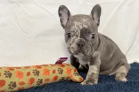 Flower, a female French Bulldog for sale in Sturgis, MI – 2 of 10