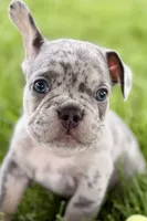 Tank, a male French Bulldog for sale in Sturgis, MI – 3 of 10
