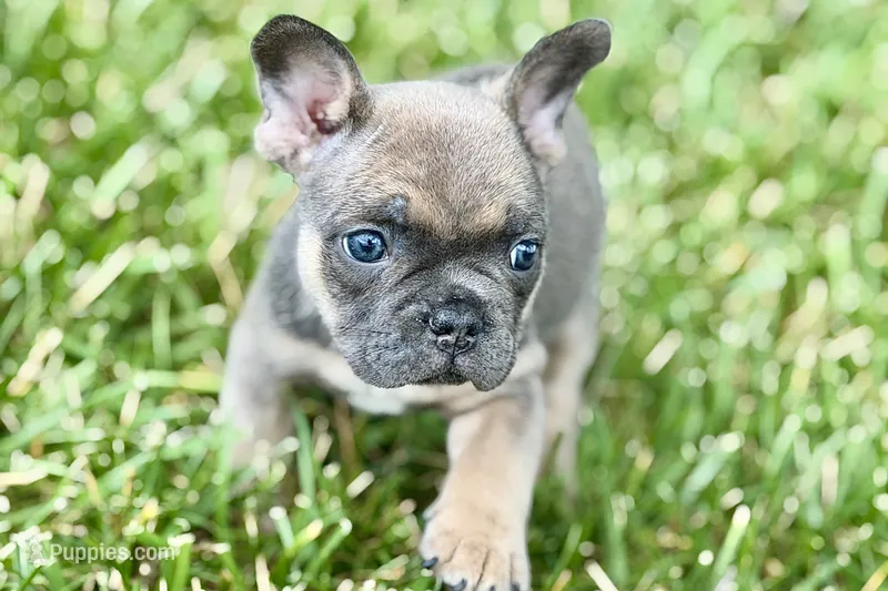 Star – French Bulldog puppy for sale in Sturgis, MI