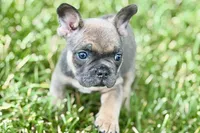 Star, a female French Bulldog for sale in Sturgis, MI – 1 of 10