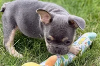 Zola, a female French Bulldog for sale in Sturgis, MI – 9 of 10