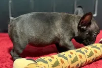 Dawn, a female French Bulldog for sale in Sturgis, MI – 4 of 9