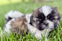 Violet, a female Shih Tzu for sale in Sturgis, MI – 9 of 10