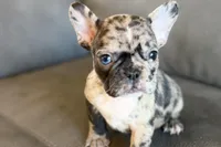 Nevaeh, a female French Bulldog for sale in Sturgis, MI – Photo 1 of 10