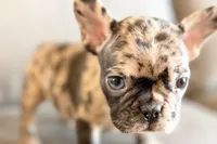 Nevaeh, a female French Bulldog for sale in Sturgis, MI – Photo 10 of 10