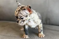 Nevaeh, a female French Bulldog for sale in Sturgis, MI – Photo 2 of 10