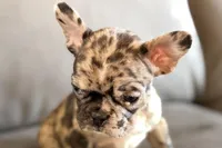 Nevaeh, a female French Bulldog for sale in Sturgis, MI – Photo 5 of 10