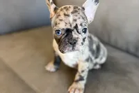 Nevaeh, a female French Bulldog for sale in Sturgis, MI – Photo 8 of 10