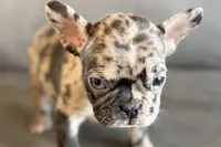 Nevaeh, a female French Bulldog for sale in Sturgis, MI – Photo 6 of 10