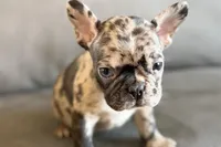 Nevaeh, a female French Bulldog for sale in Sturgis, MI – Photo 4 of 10