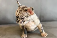 Nevaeh, a female French Bulldog for sale in Sturgis, MI – Photo 3 of 10