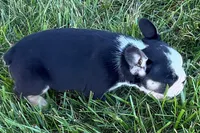 Cookie, a female French Bulldog for sale in Sturgis, MI – 5 of 10