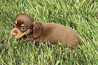 Wiggles , a female Dachshund for sale in Sturgis, MI – 5 of 7