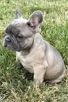 Elvis, a male French Bulldog for sale in Sturgis, MI – 7 of 9