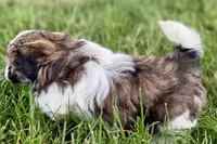 Vail, a female Shih Tzu for sale in Sturgis, MI – 9 of 10