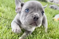 Twila, a female French Bulldog for sale in Sturgis, MI – 7 of 9