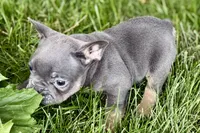 Ford, a male French Bulldog for sale in Sturgis, MI – 4 of 8