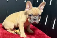 Yack, a male French Bulldog for sale in Sturgis, MI – 2 of 10