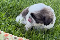 Guy, a male Shih Tzu for sale in Sturgis, MI – 2 of 10