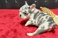 Hulu, a female French Bulldog for sale in Sturgis, MI – 2 of 10