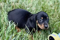 Winston, a male Dachshund for sale in Sturgis, MI – 9 of 10