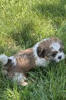 Idol, a male Shih Tzu for sale in Sturgis, MI – 6 of 8