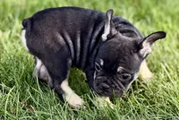 Tubby, a female French Bulldog for sale in Sturgis, MI – 8 of 9