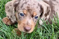 Waylon, a male Dachshund for sale in Sturgis, MI – 2 of 10