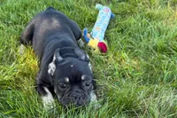 Tubby, a female French Bulldog for sale in Sturgis, MI – 5 of 9