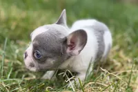 Jax, a male French Bulldog for sale in Sturgis, MI – 3 of 9