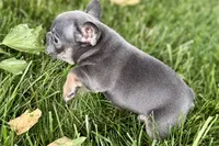 Ford, a male French Bulldog for sale in Sturgis, MI – 7 of 8