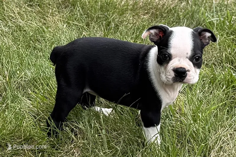 Nyla – Boston Terrier puppy for sale in Sturgis, MI